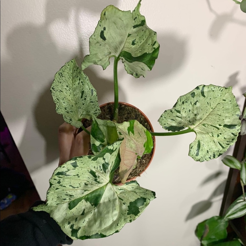 Syngonium green splash no filter !